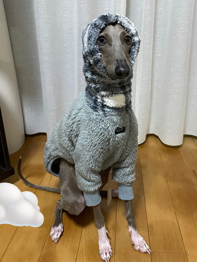 冬物を着こなすイタリアングレーハウンドのワンコ