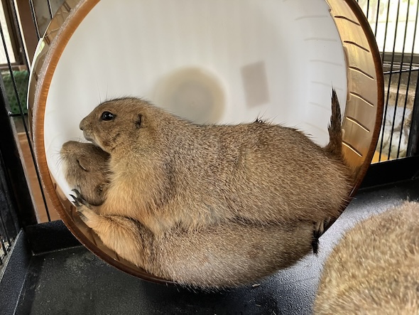 淡路ファームパーク イングランドの丘のプレーリードッグ