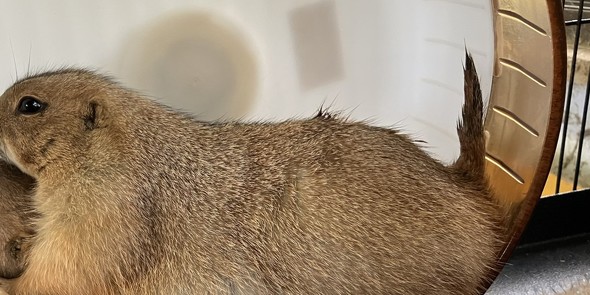 淡路ファームパーク イングランドの丘のプレーリードッグ