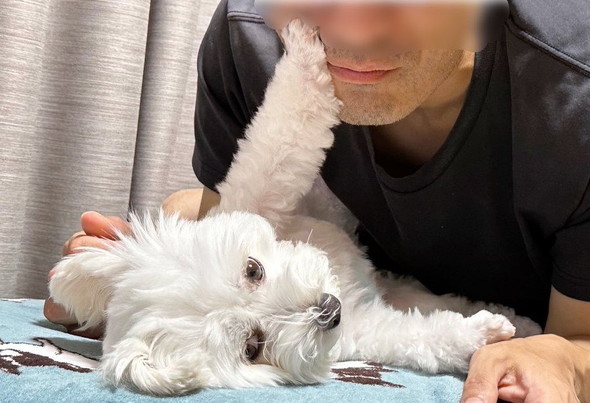 マルチーズ