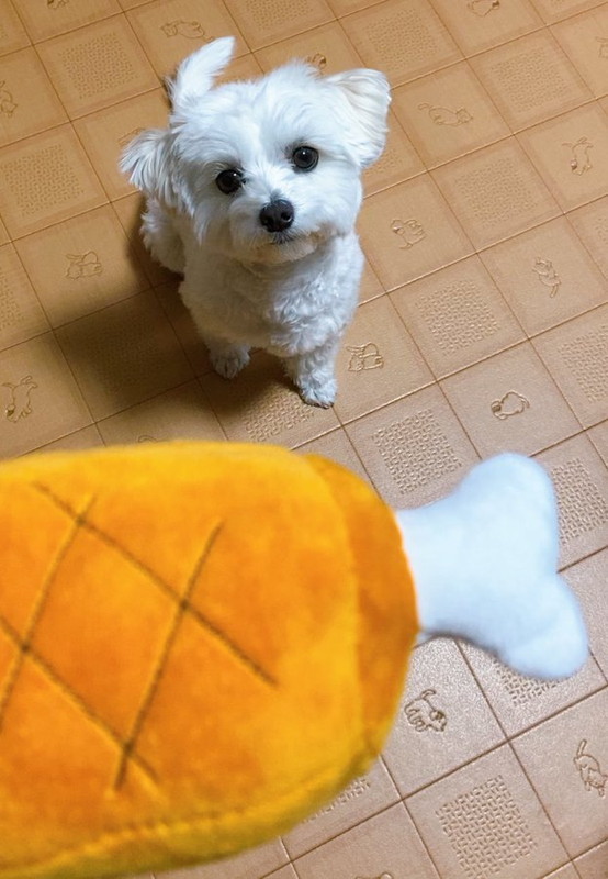 マルチーズ