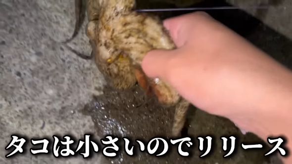 100均人形をエサにして釣り上げたタコをリリース