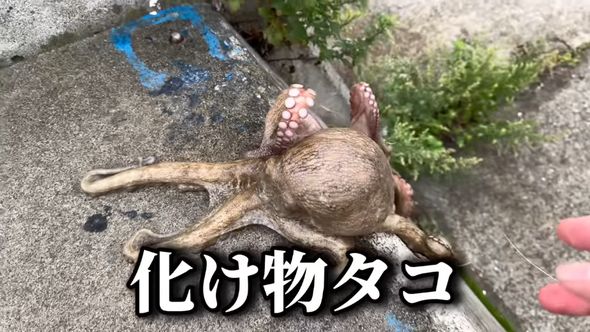 100均人形をエサにして釣り上げた巨大なタコ