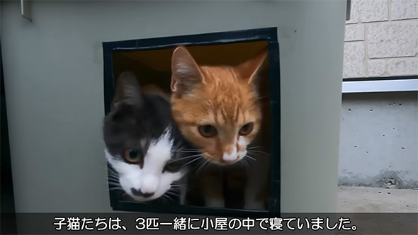 子猫たちは3匹一緒に
