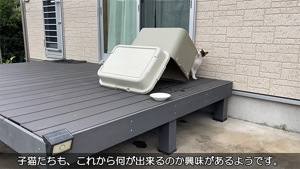 子猫たちもこれから