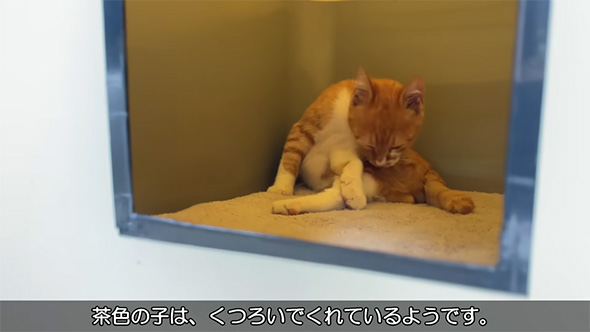 小屋の中でくつろぐ茶色い子猫