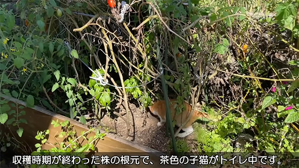 収穫時期が終わった