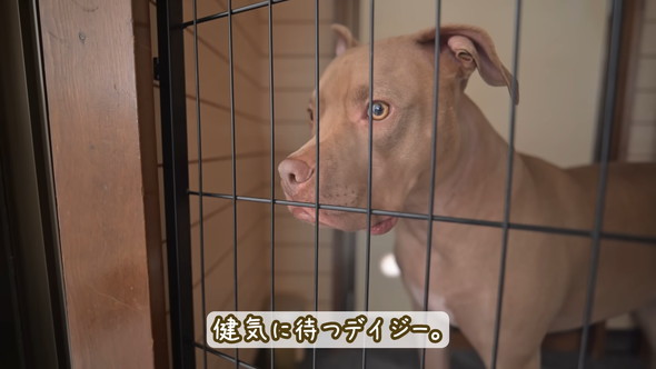 お母さんを待つピットブルのワンコ