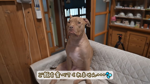 お母さんを待つピットブルのワンコ