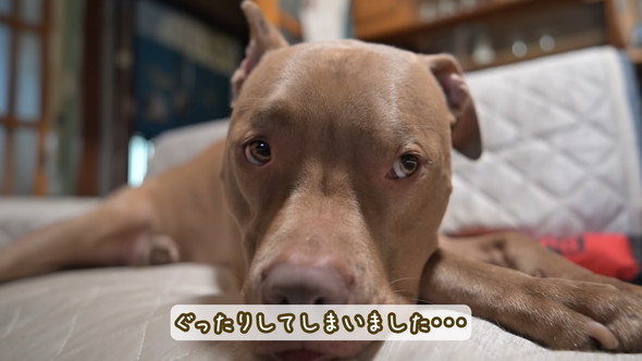 お母さんを待つピットブルのワンコ