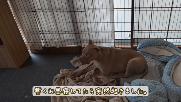 お母さんを待つピットブルのワンコ