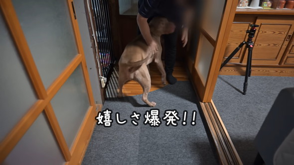 お母さんと再会して喜ぶピットブルのワンコ