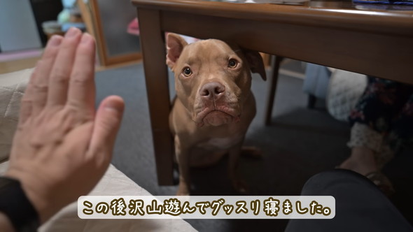 見上げるピットブルのワンコ