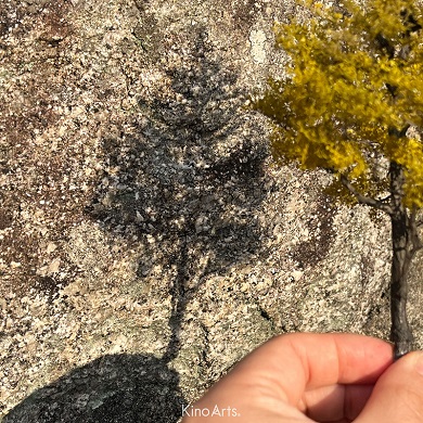 イチョウの木のミニチュアに日光を当てることで生じた影
