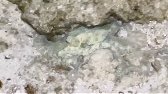 小さいシガヤーダコ