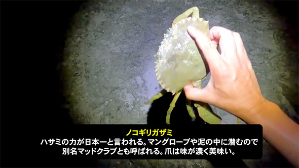 ノコギリガザミ