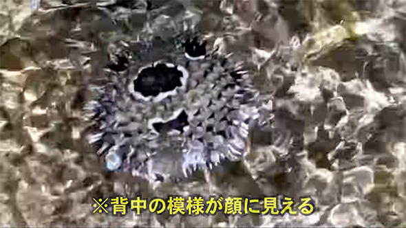 背中の模様が顔に見える