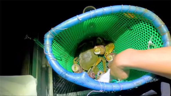 緑色の網に入ったカニとサザエ