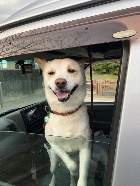 元野良犬 子犬 成長 育児放棄 母犬 捨てられ 山 転げ落ちてきた 保護