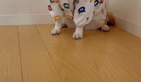 落ち込んでいる柴ワンコ