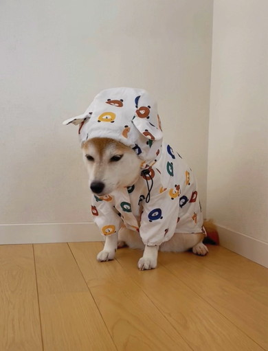 落ち込んでいる柴ワンコ