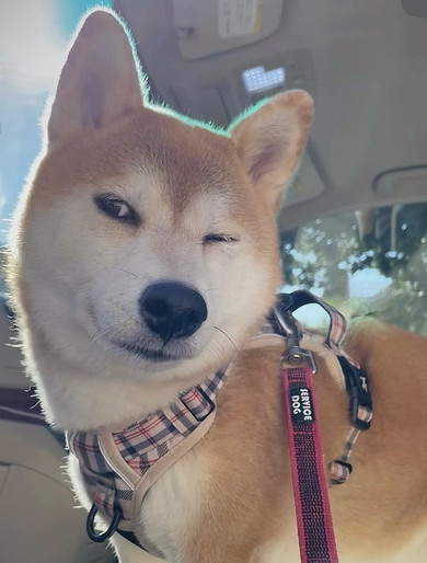 ウインクする柴ワンコ