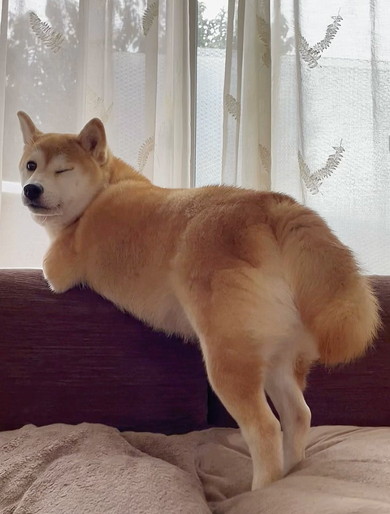 セクシーな柴ワンコ