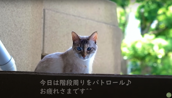 近所をパトロール中のかわいい猫ちゃん