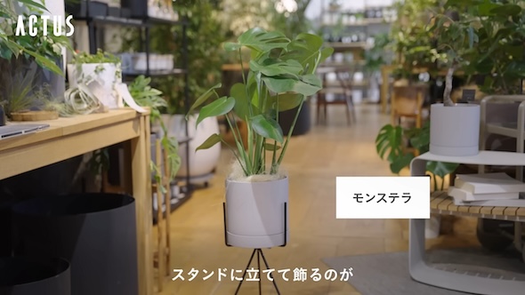 ACTUSスタッフに人気の観葉植物7選