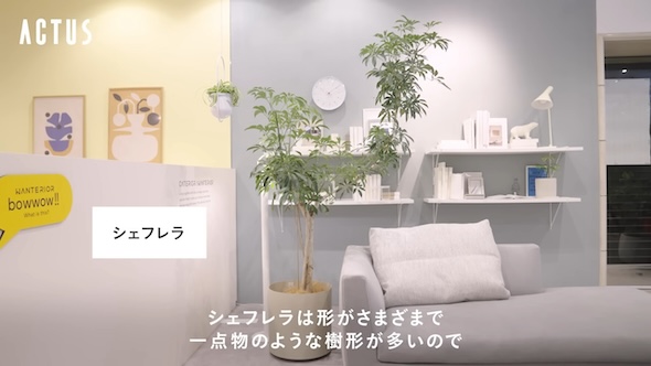 ACTUSスタッフに人気の観葉植物7選