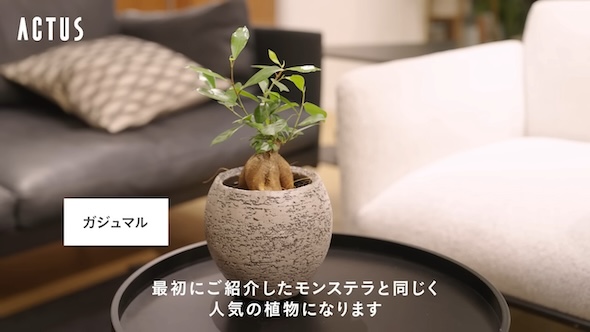 ACTUSスタッフに人気の観葉植物7選