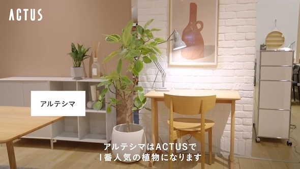 ACTUSスタッフに人気の観葉植物7選