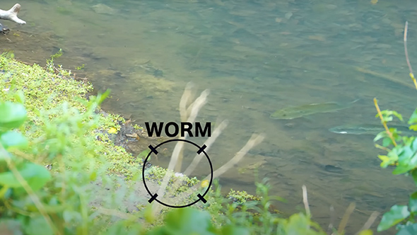 魚に錯覚は通用するのか検証