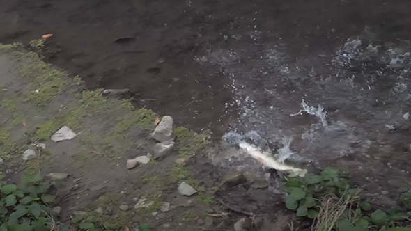 魚に錯覚は通用するのか検証