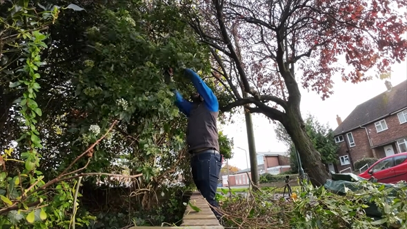 木が道路に飛び出した警告を受けた家の庭を手入れ