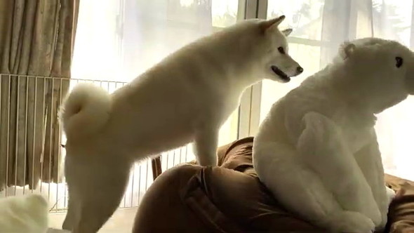 な後ろをとるワンコ