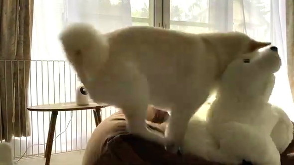 投げ飛ばワンコ