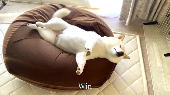 幸せそうに寝る柴ワンコ