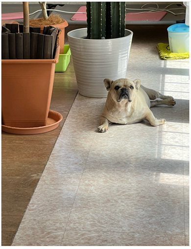 北斗晶と佐々木健介の愛犬・花ちゃん