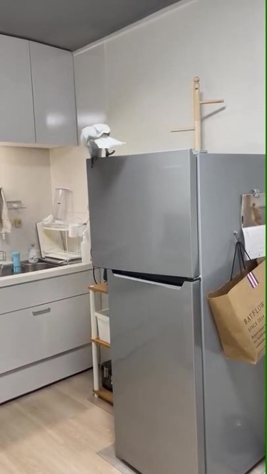 冷凍室を開けるオウム