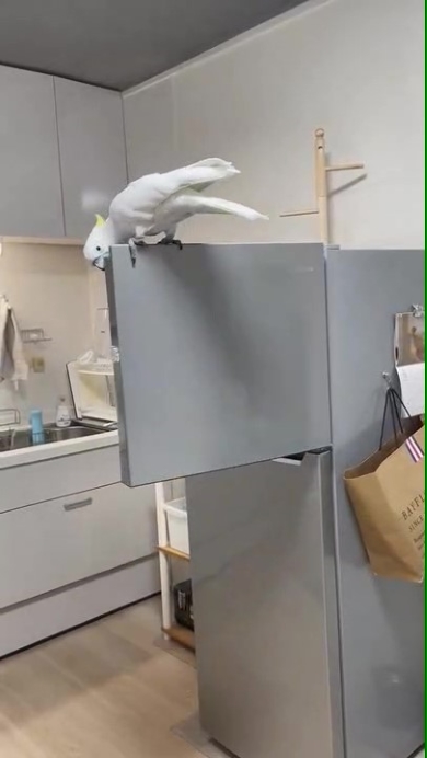 冷凍室を開けるオウム