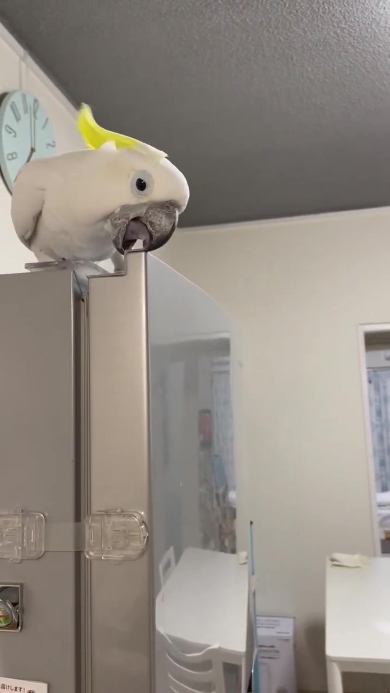 冷凍室を開けようとするオウム