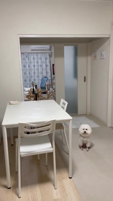 監視するワンコ