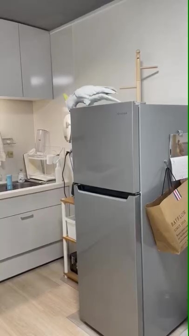 冷凍室を開けるオウム