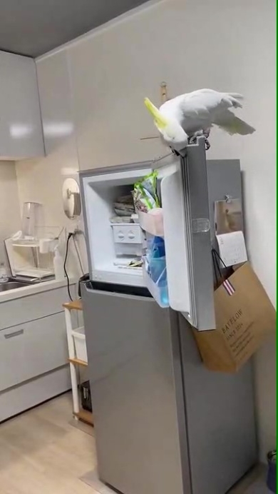 冷凍室を開けるオウム