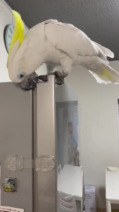 冷凍室を開けようとするオウム