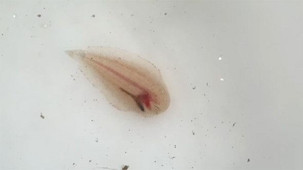 淡水シタビラメのベビー