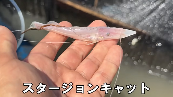 スタージョンキャット