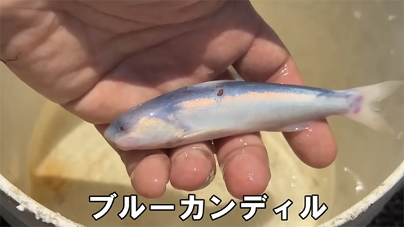 ブルーカンディル