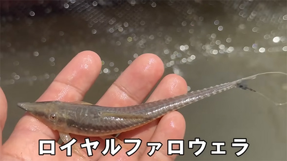 ロイヤルファロウェラ